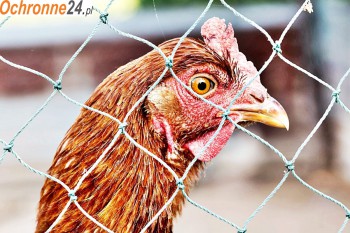 Police Hodowla - zabezpieczenie hodowli ptaków i zwierząt przez hodowcę Sklep Police